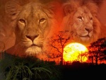 lion never die